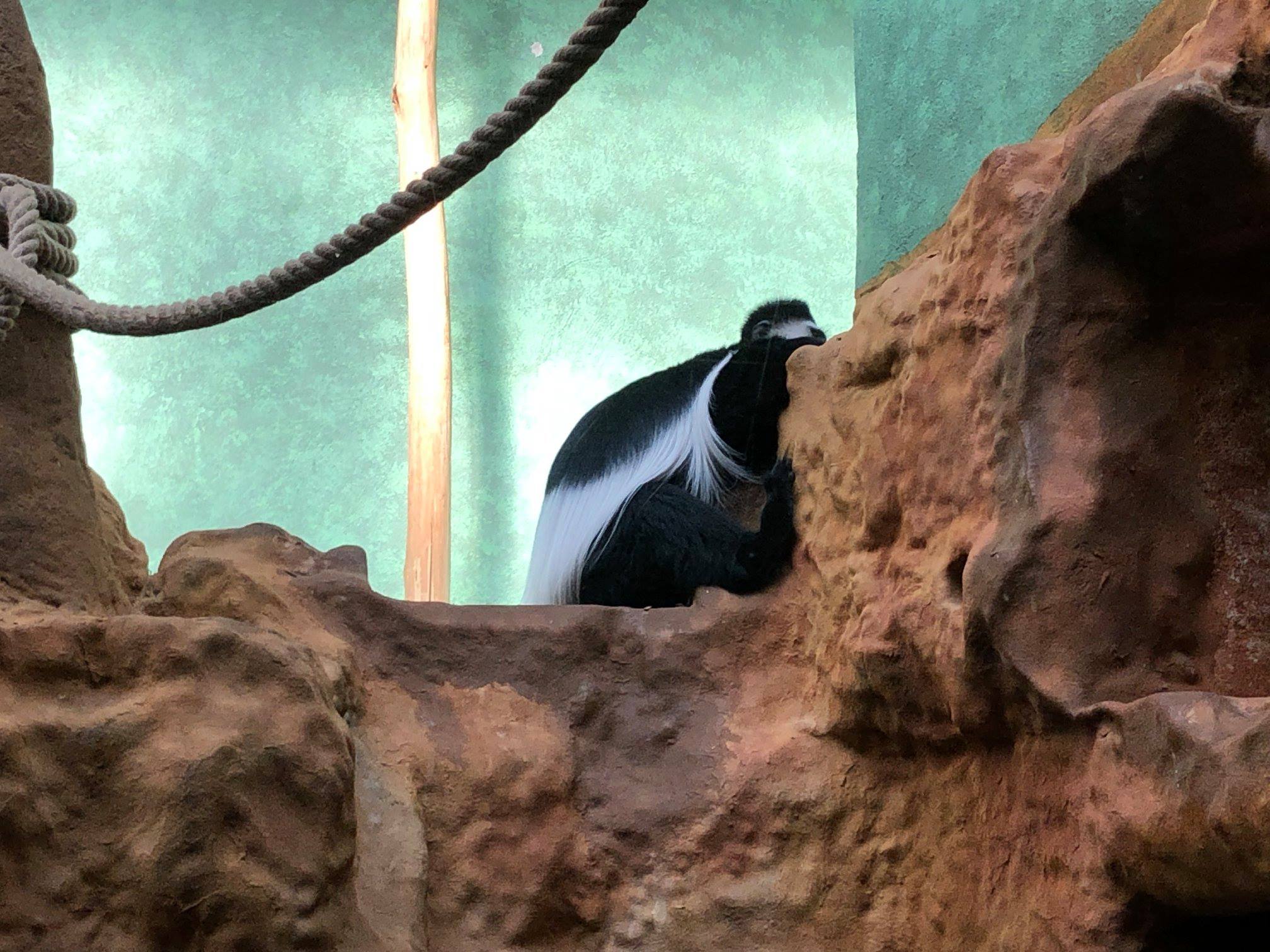 Sint-Martinus den XIIde - Zoo Antwerpen Kapoenen